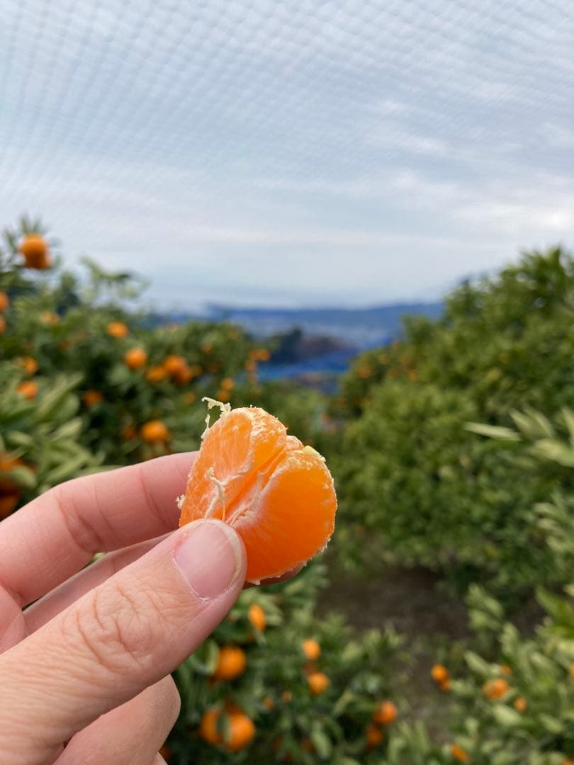 ①温州みかん 樹熟大坊みかん 優品(家庭用傷あり)2S、S、10kg