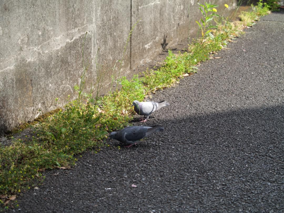 レンズ(単焦点) Panasonic Leica MACRO-ELMARIT 45mm F2.8