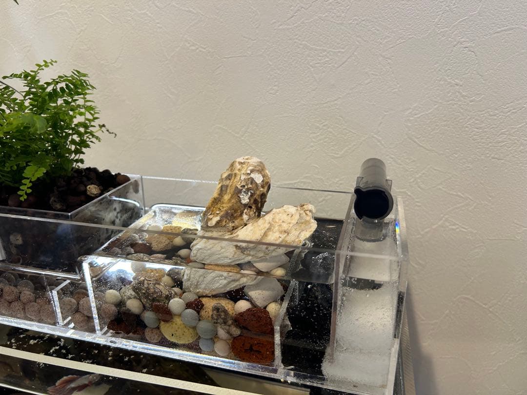 アクリル水槽 上部濾過アクアポニックス