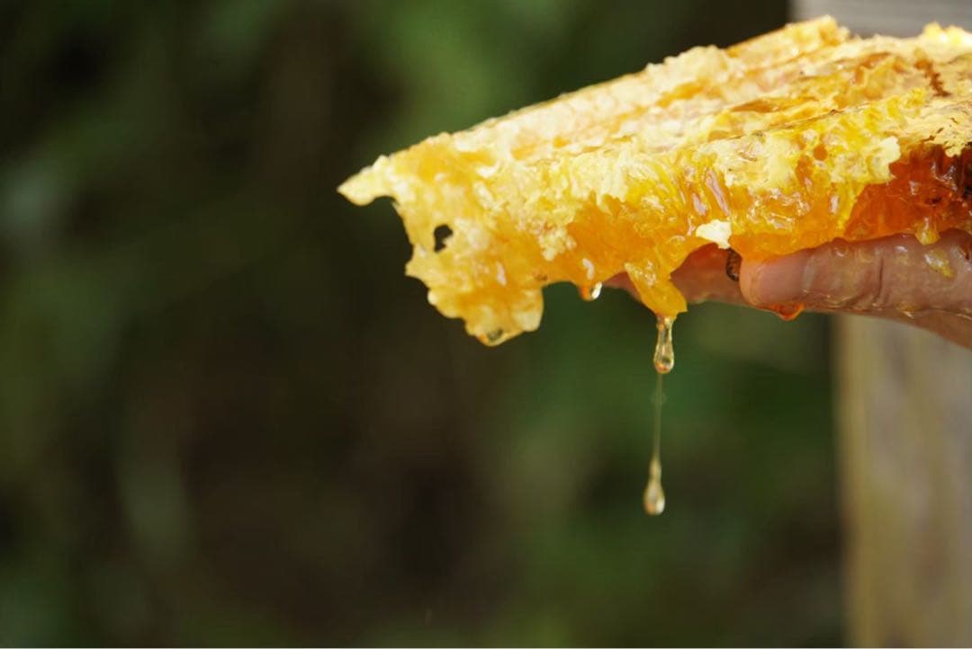 はちみつ　日本蜜蜂のハチミツ　奥山の奥の蜂蜜　国産蜂蜜愛媛産　２種