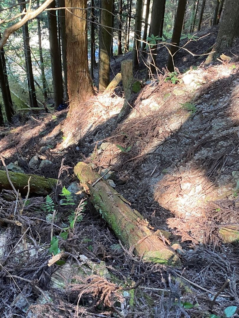 はちみつ　日本蜜蜂のハチミツ　奥山の奥の蜂蜜　国産蜂蜜愛媛産　２種