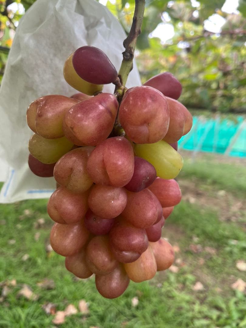 マイハート３キロ3箱　６日発送