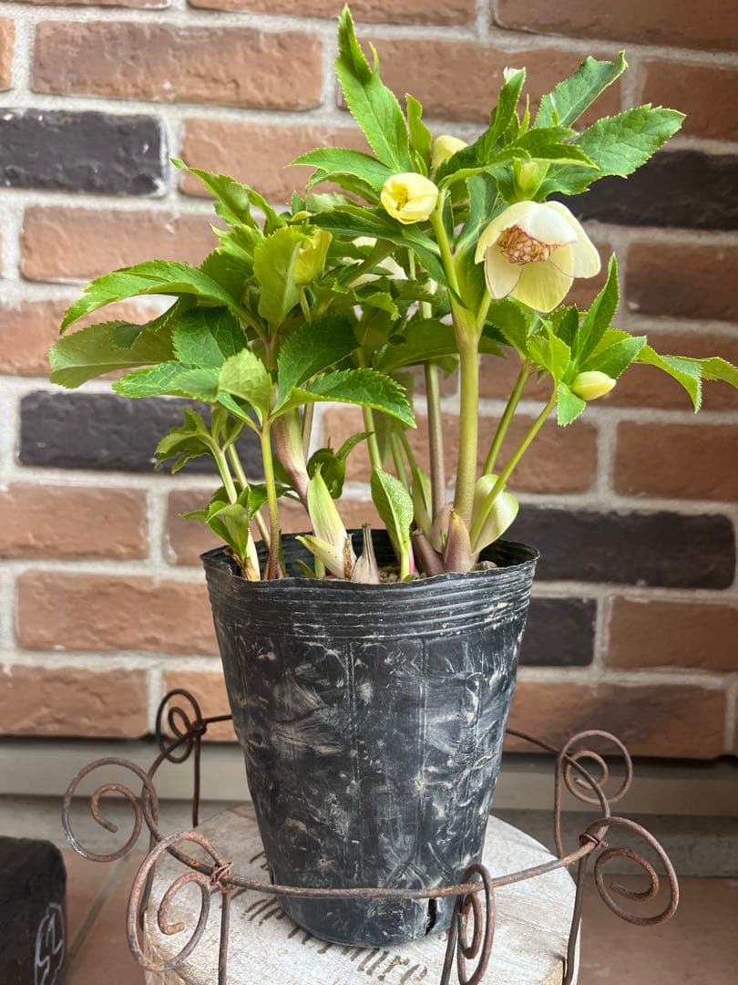 加藤農園　クリスマスローズ　セミダブル