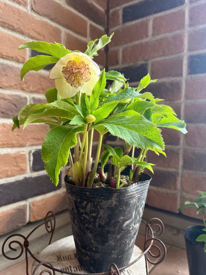 加藤農園　クリスマスローズ　セミダブル