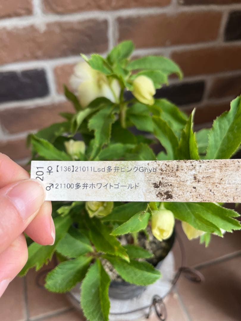 加藤農園　クリスマスローズ　セミダブル