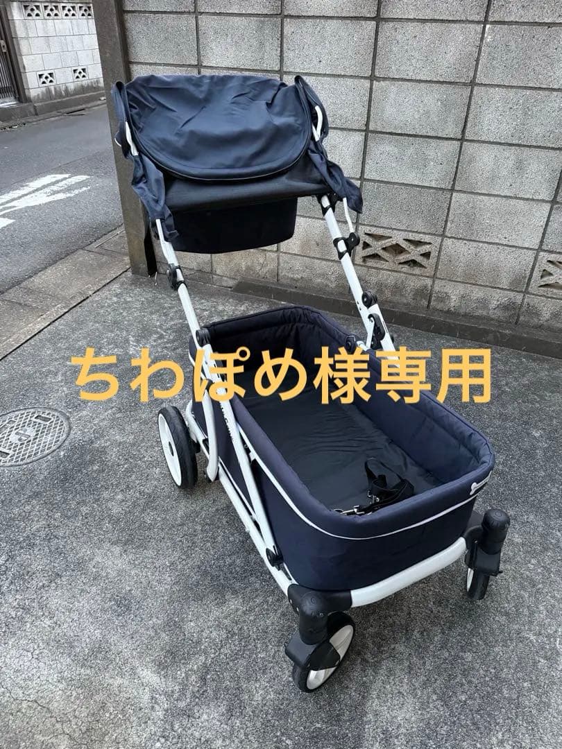 ちわぽめ　ピッコロカーネ　クレア