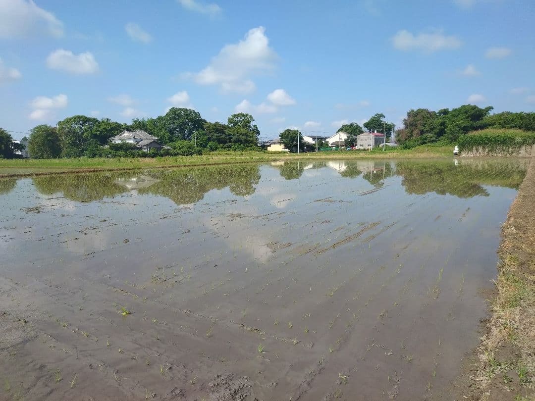 令和7年佐賀県産 さがびより 10kg 農家直送 （玄米）