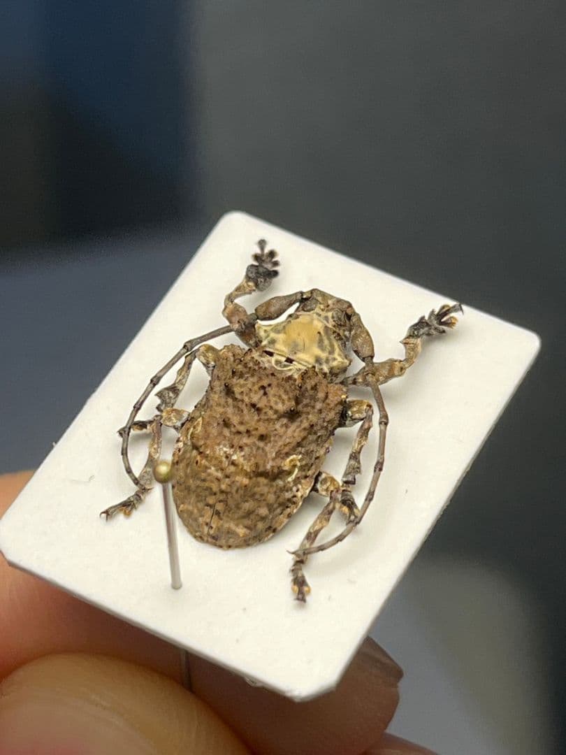 【毒刺甲虫】サソリカミキリ 昆虫標本 Onychocerus ウスバカミキリ