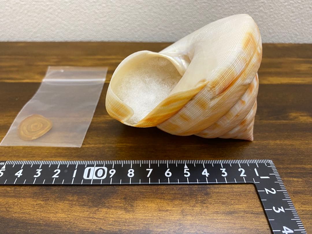 アンシュウオキナエビス特大　95ミリ　蓋付き、 データ付き