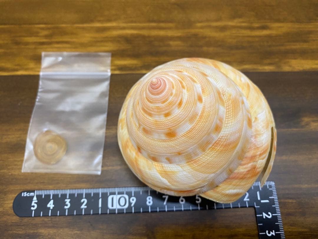 アンシュウオキナエビス特大　95ミリ　蓋付き、 データ付き