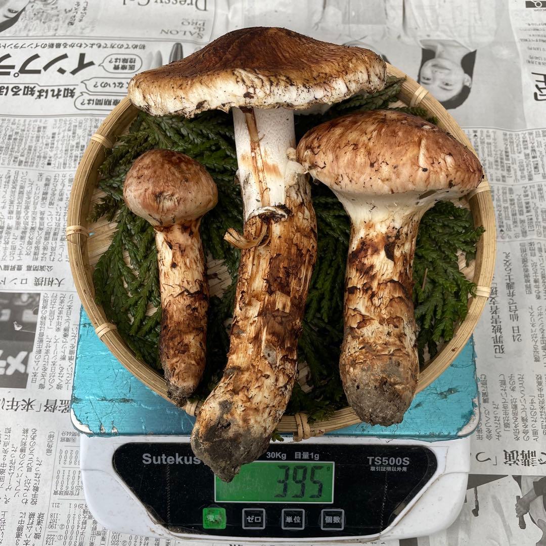 天然きのこ 松茸 国産 マツタケ まつたけ 山形県産 森の凛さん採取 その187