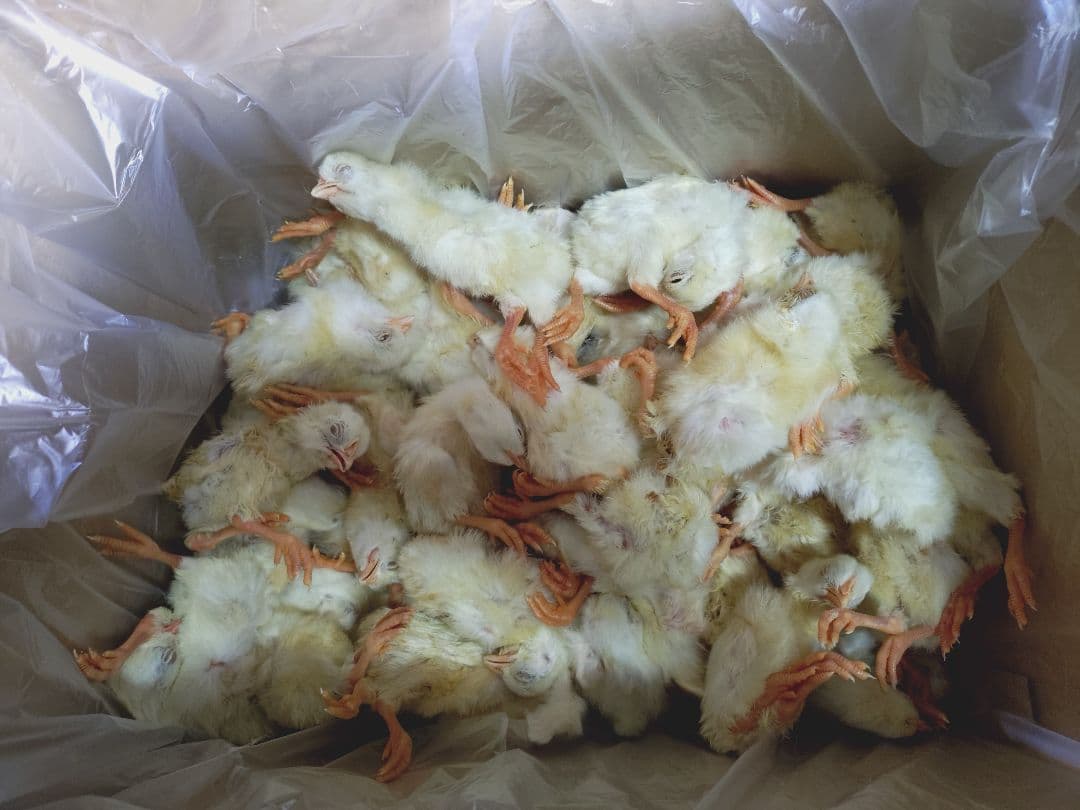 ココ 送料無料　訳あり冷凍ヒヨコ100羽　ピンクマウスＬ100匹