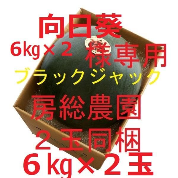 ６㎏×２玉同梱発送・神奈川・向日葵・ブラックジャック