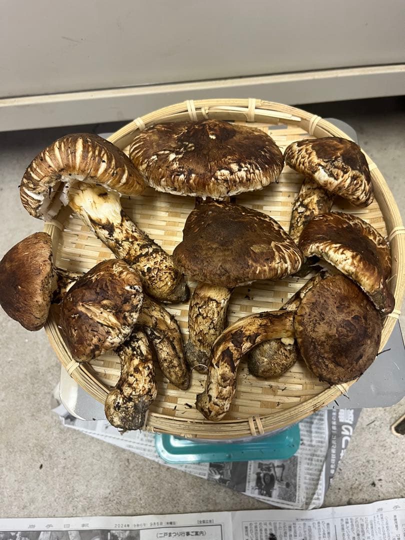 岩手県産松茸　開き　最終値下げ