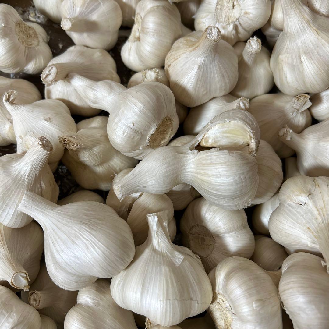 訳ありにんにく　青森にんにく　Lサイズ５キロ　国産にんにく　ホワイト六片にんにく