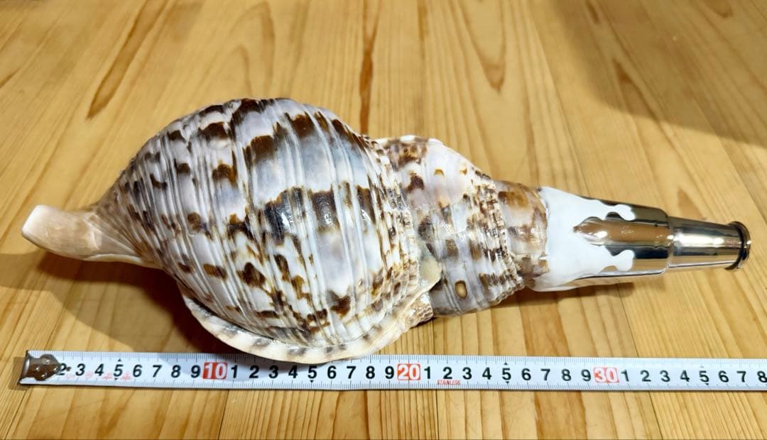 肉厚修験道法螺貝　山伏　密教　熊よけ　魔除け❣️ホラガイ　ほら貝