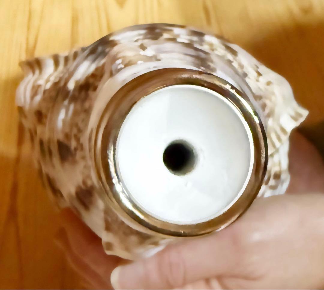 肉厚修験道法螺貝　山伏　密教　熊よけ　魔除け❣️ホラガイ　ほら貝