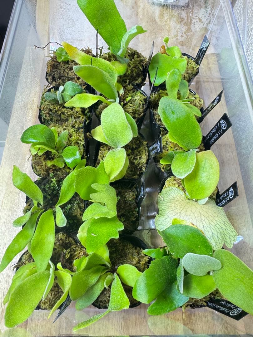 ビカクシダ　15種　②