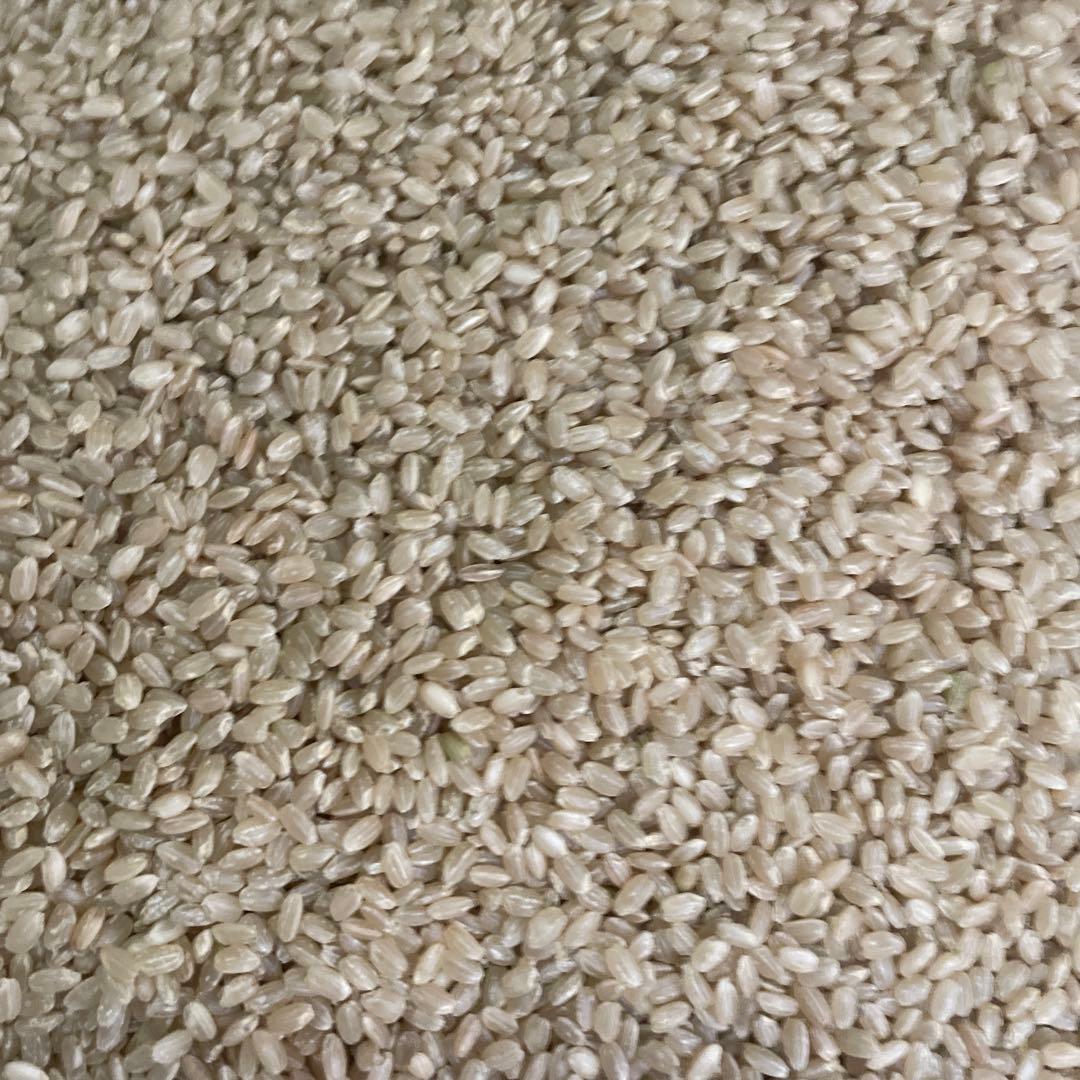 能登産コシヒカリ玄米　令和6年産　20kg