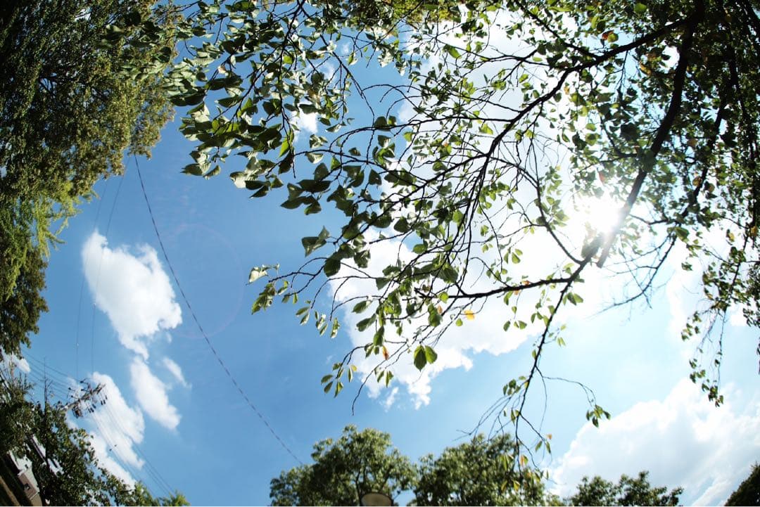 FISHEYE-ELMARIT-R 16mm f/2.8・M用Rレンズアダプター