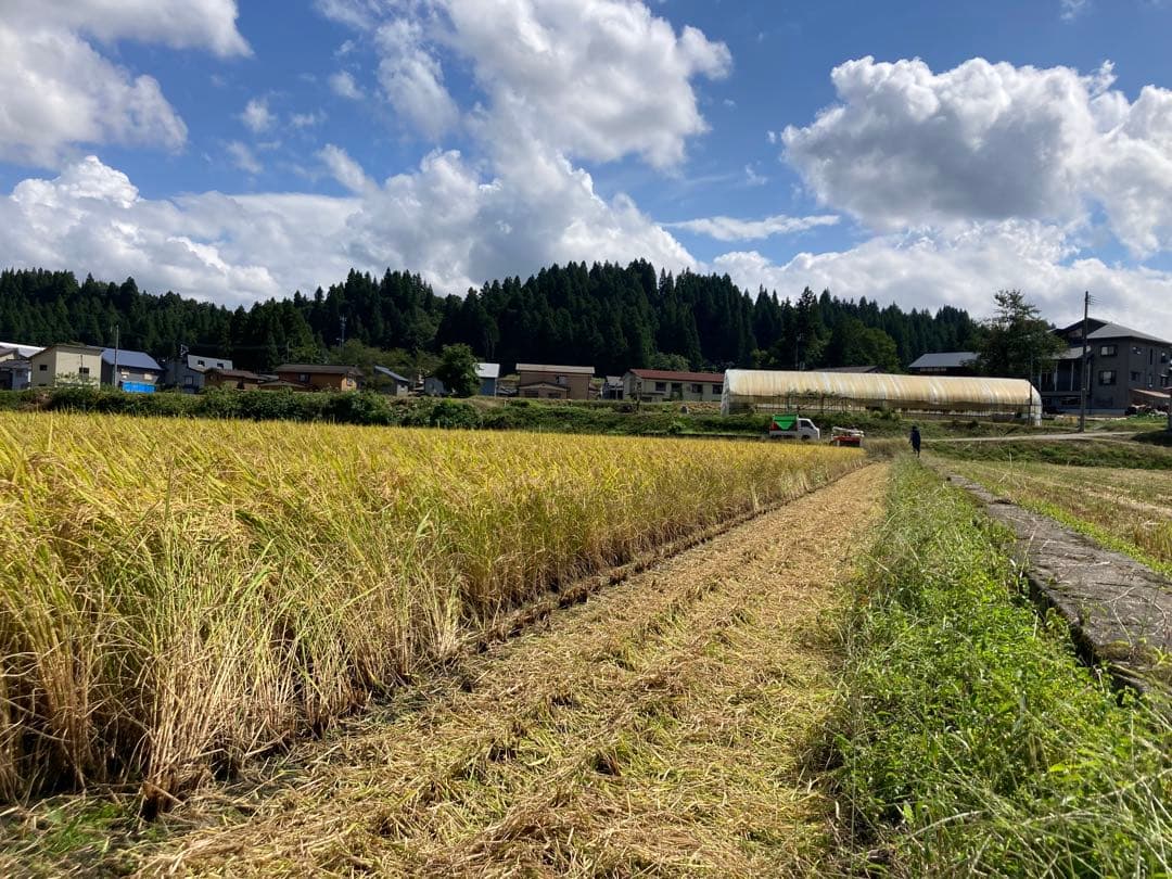 令和7年魚沼産コシヒカリ　精米10kg