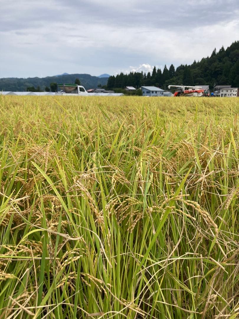 令和7年魚沼産コシヒカリ　精米10kg