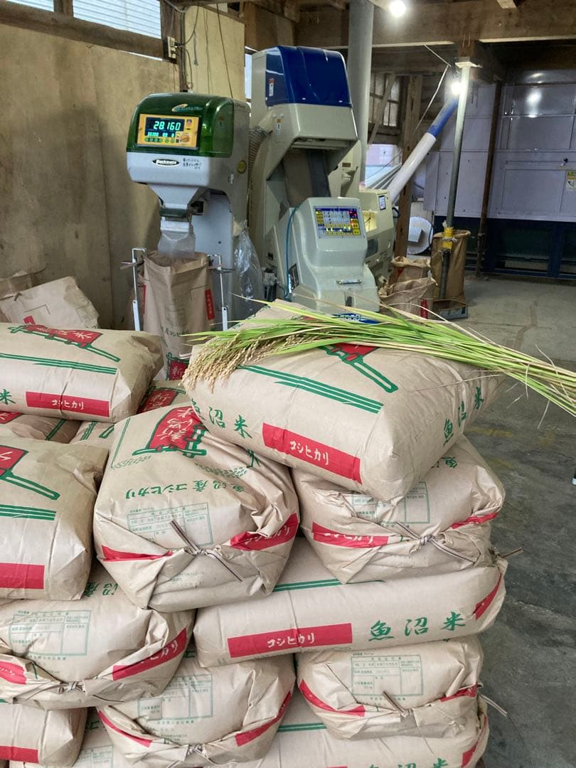 令和7年魚沼産コシヒカリ　精米10kg