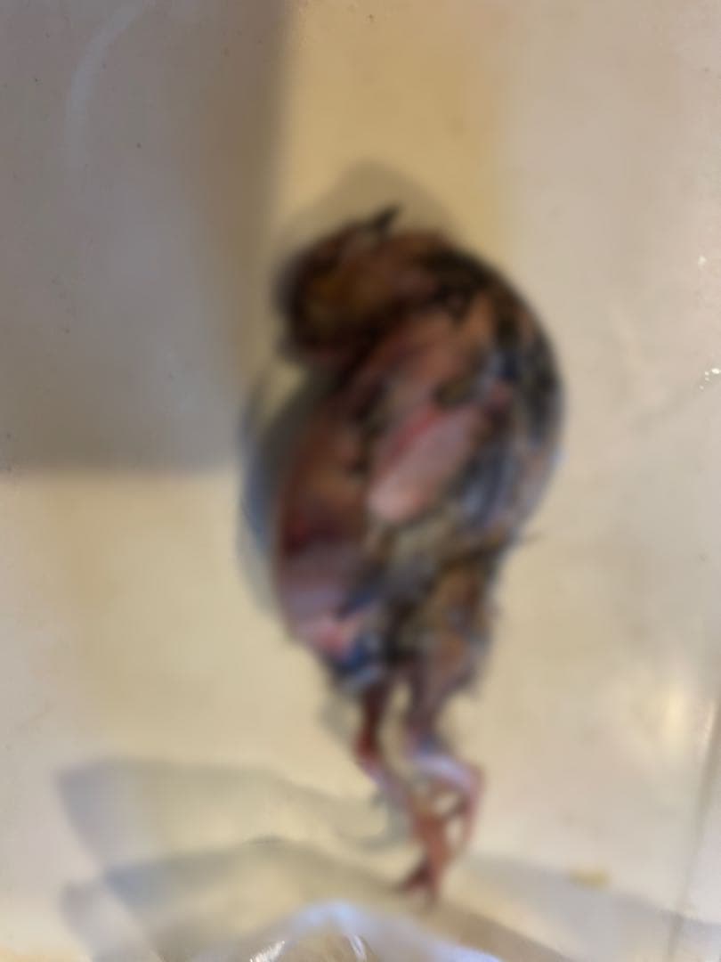 冷凍　親うずら　未処理100羽入　 数量限定 残２個