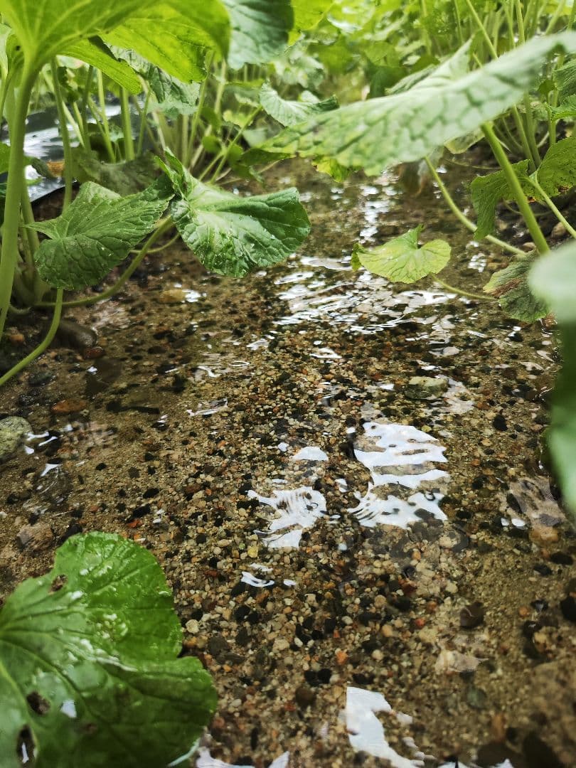 安曇野産 2kg 茎付きわさび 信州 安曇野市産 沢わさび 生わさび