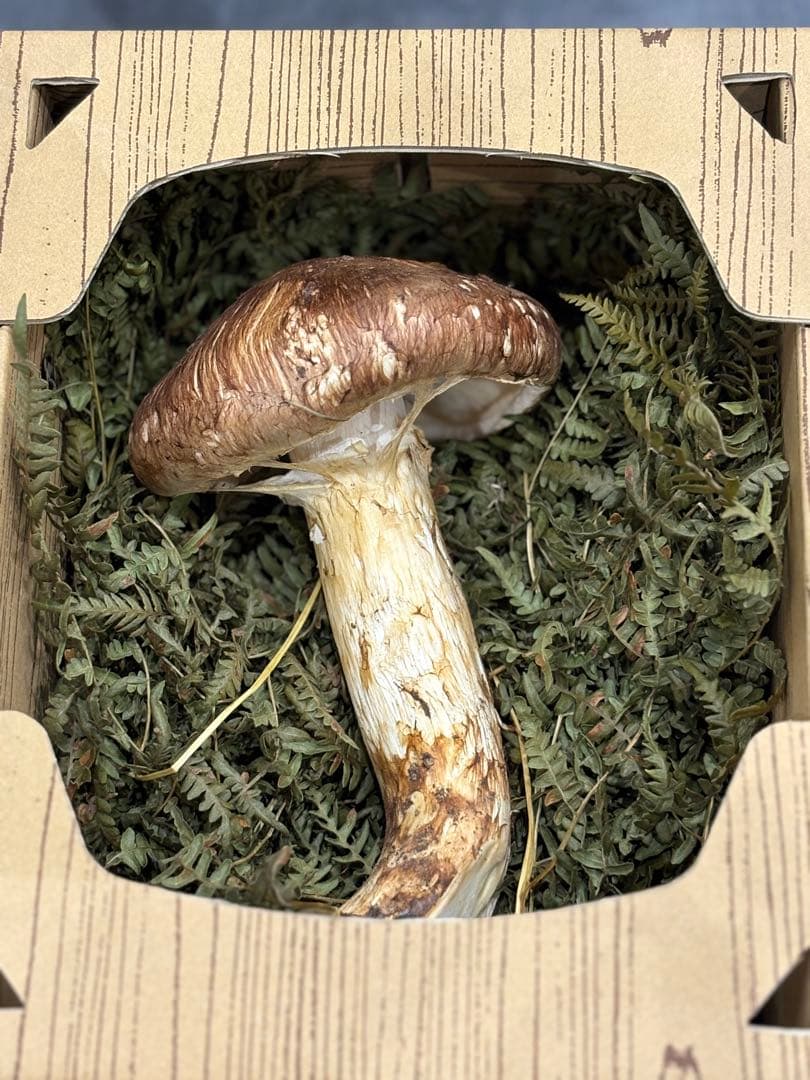 【特価】信州 後山松茸 大きめ 1本220g