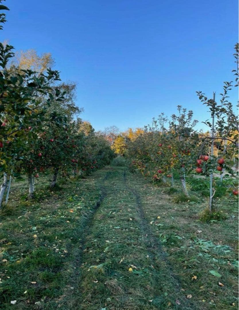 岩手県産減農薬葉とらず三島系サンフジりんご6kg