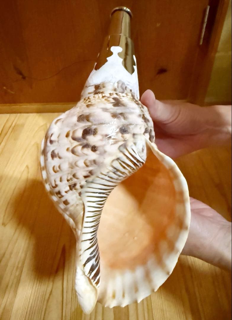 コンパクト修験道法螺貝　山伏　密教　魔除け　熊よけ❣️ほら貝　ホラガイ