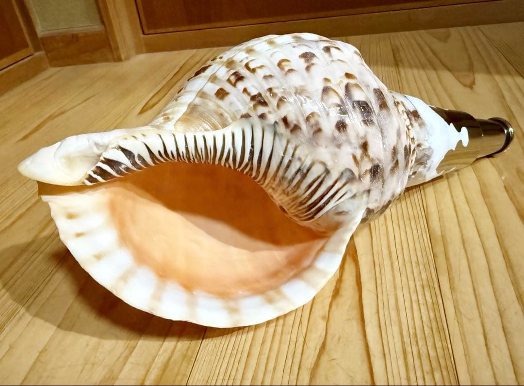 コンパクト修験道法螺貝　山伏　密教　魔除け　熊よけ❣️ほら貝　ホラガイ