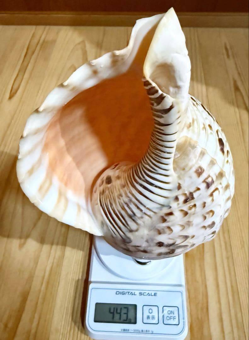 コンパクト修験道法螺貝　山伏　密教　魔除け　熊よけ❣️ほら貝　ホラガイ