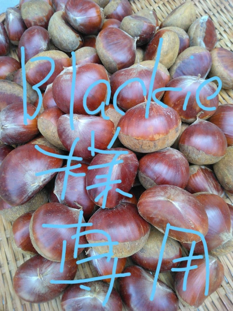 茨城県産　特大和栗！6キロ2Lサイズ以上