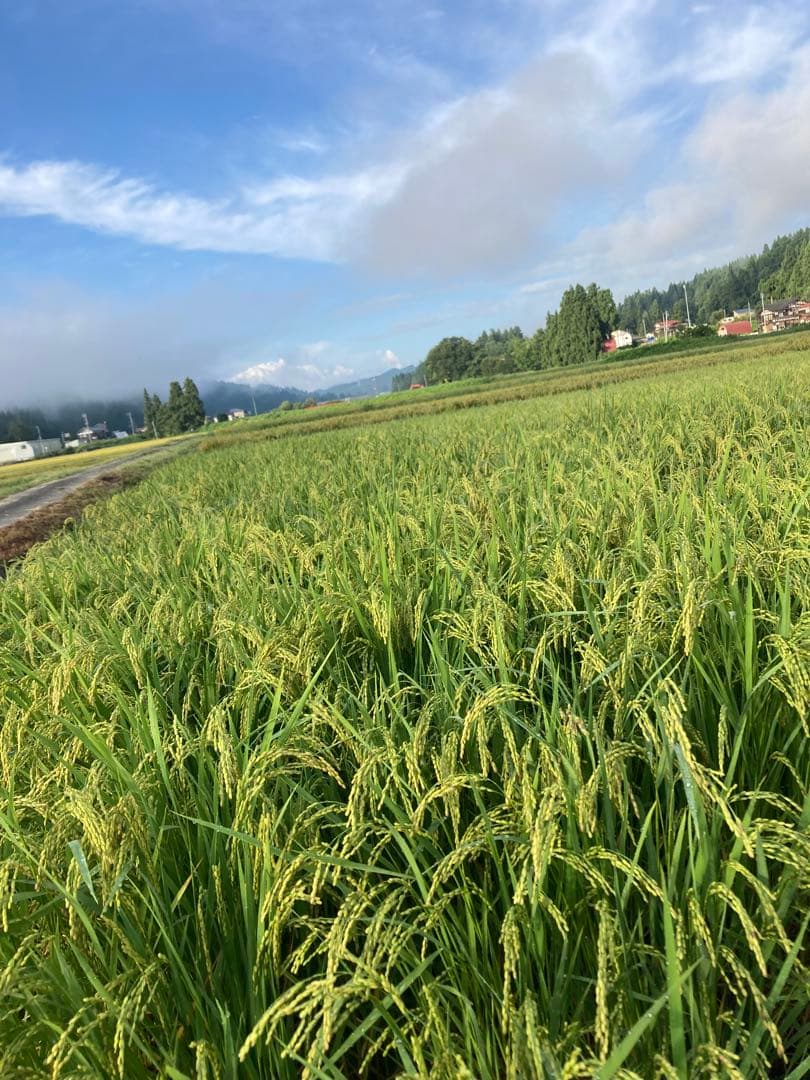 魚沼コシヒカリ精米10kg