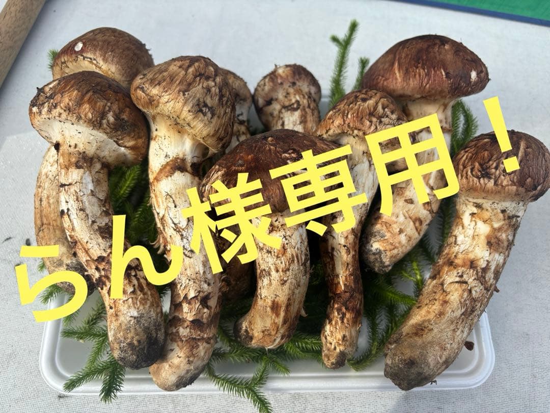 【らん】青森県産松茸　マツタケ　760g