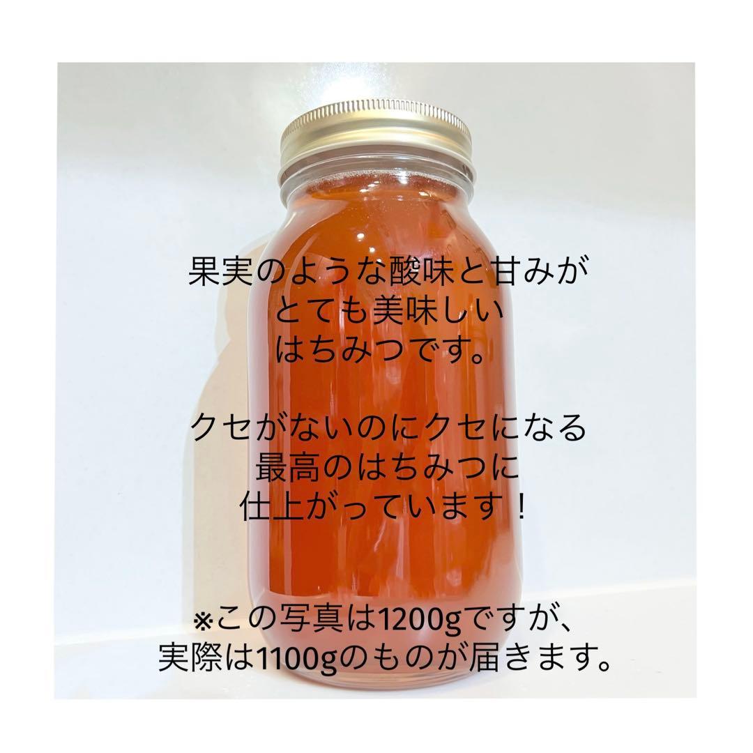 高知県産　日本蜜蜂　ニホンミツバチ　生はちみつ　百花蜜　非加熱はちみつ　無添加