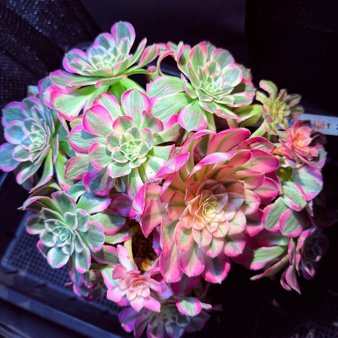 新入荷　レア新品種　アエオニウム　エレガントクイル(群生)31cm超大品　法師錦