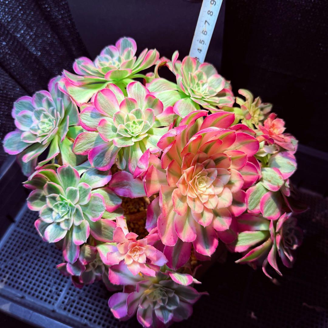 新入荷　レア新品種　アエオニウム　エレガントクイル(群生)31cm超大品　法師錦