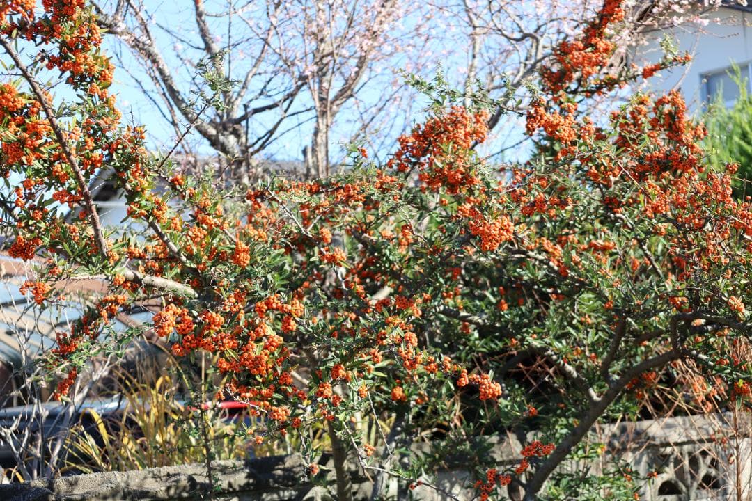 Canon 24-105mm Ｆ４－７．１　ＳＴＭ　ズームレンズ