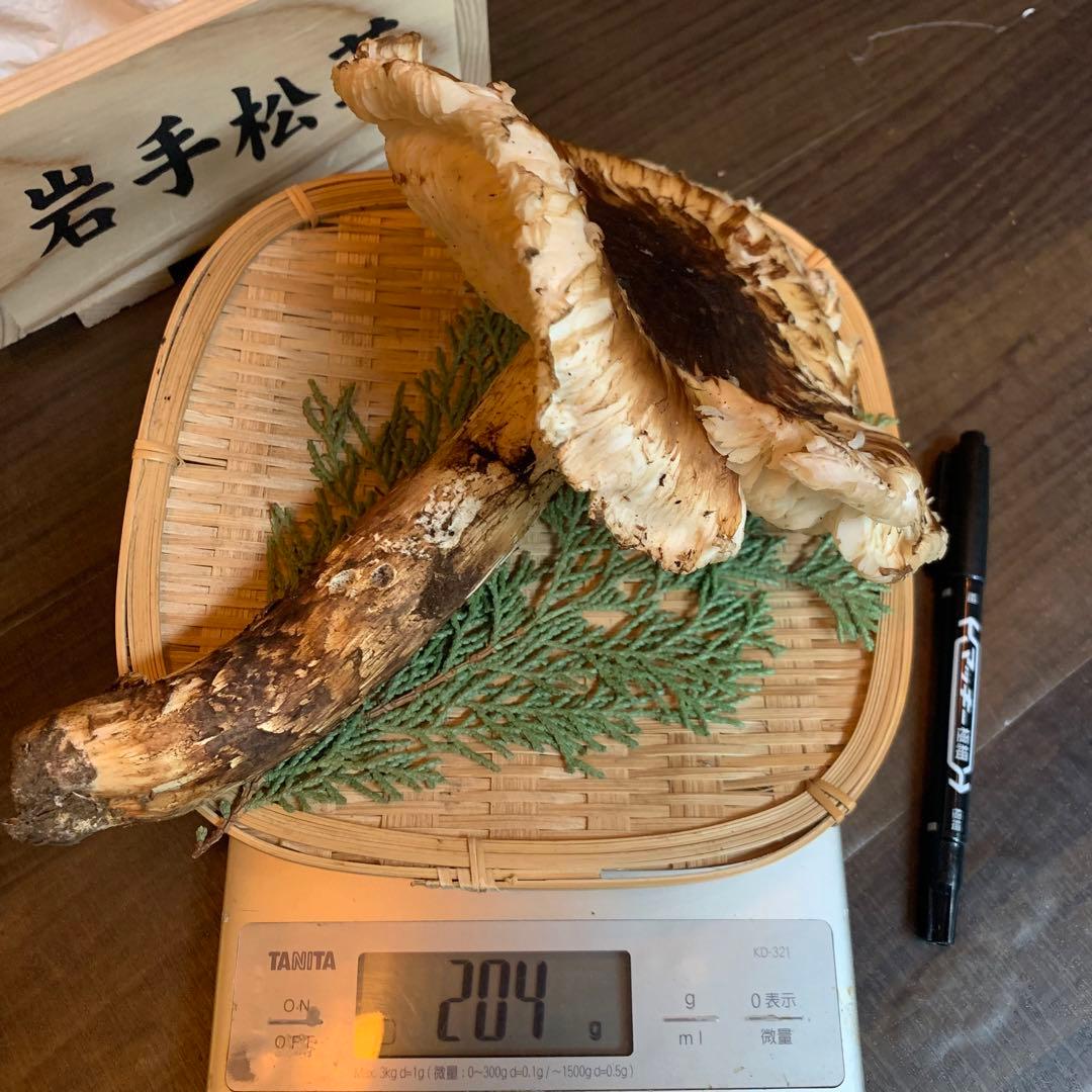 ①【岩手県産天然松茸】収穫最終　国産本場　開き　採れたて　産地直送　204g