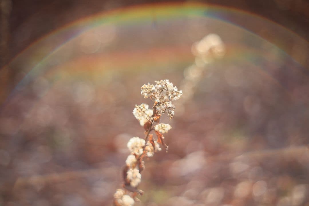 Super-Takumar 55mm F1.8 初期型 S/N：842127