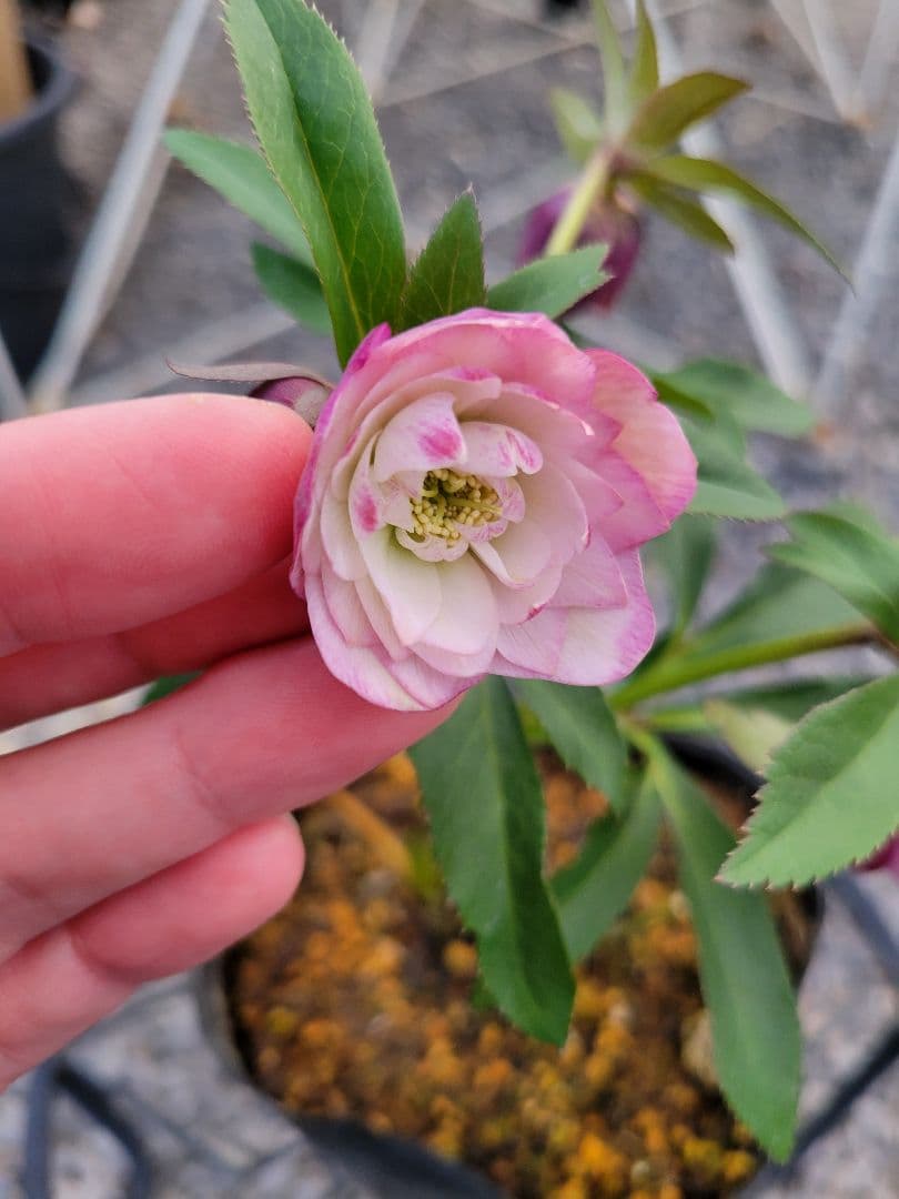 横山園芸　クリスマスローズ　小輪　ピンクダブル