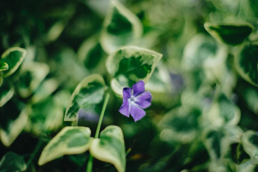 美品｜Contax Carl Zeiss Planar T* 50mm F1.4