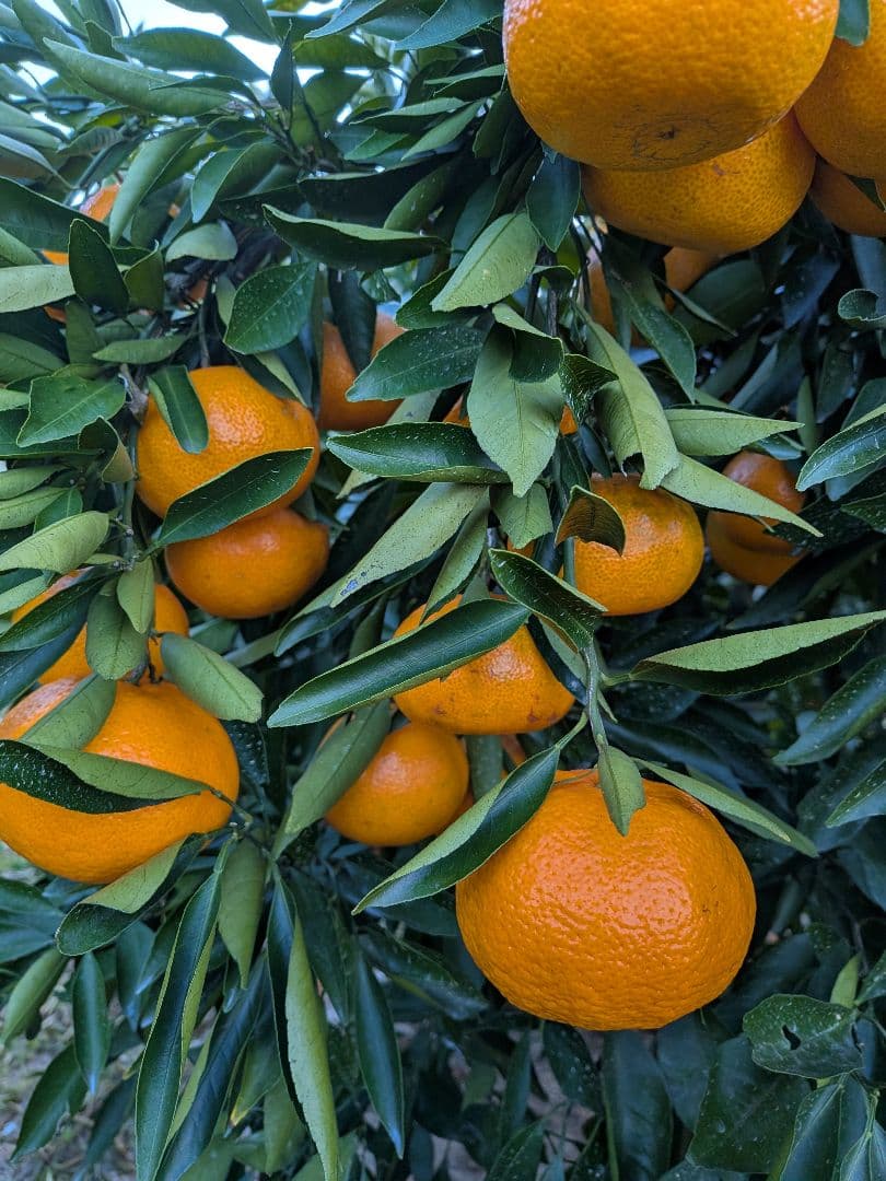トオル　瀬戸田産　小粒たまみミカン＆レモン＆花柚子　箱込み15kg