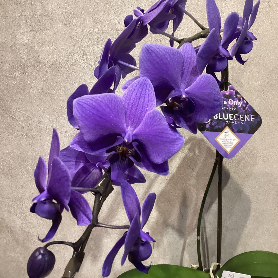入荷少なめです❗️超希少❗️胡蝶蘭❤️ブルージーン　1本立