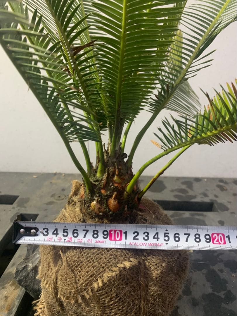 ディオーン　エデュレ　WEIRDO_t.kページ