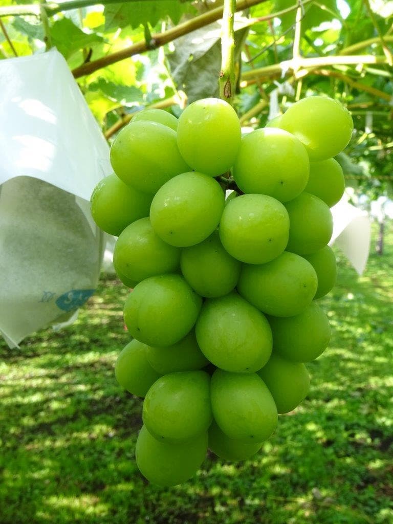 シャインマスカット大粒・大房　3房③　　クール便送料込み　8,000円