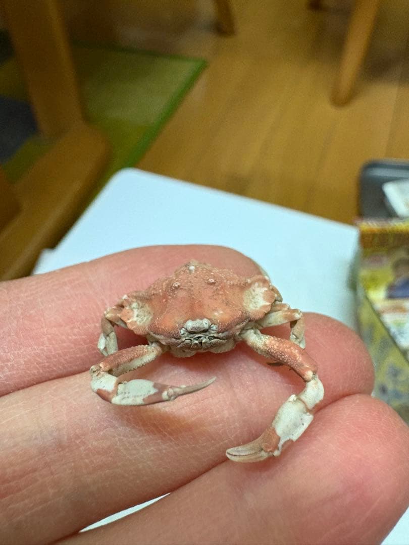 G*N様 オオロッカクコブシガニ展示中　定期オークション